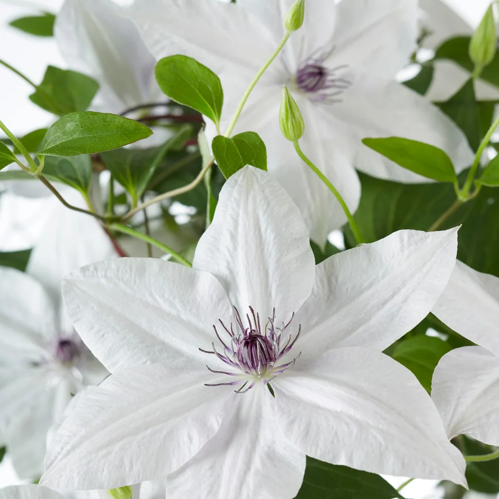 Waldrebe 'Garland Tsukiko' (Clematis) – winterharte Kletterpflanze