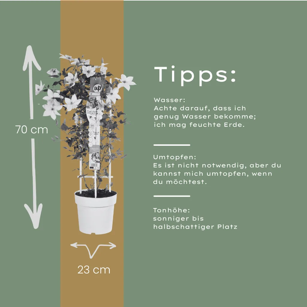 Waldrebe 'Garland Tsukiko' (Clematis) – winterharte Kletterpflanze
