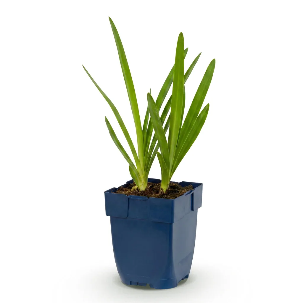 Afrikanische Schmucklilie (Agapanthus africanus) – Kübelpflanze, Topf-Ø 11 cm, Höhe ca. 15–25 cm