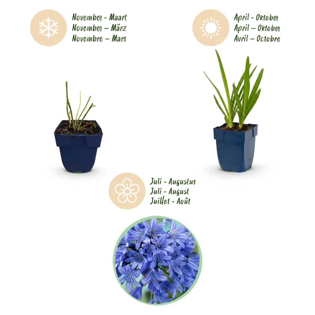 Afrikanische Schmucklilie (Agapanthus africanus) – Kübelpflanze, Topf-Ø 11 cm, Höhe ca. 15–25 cm