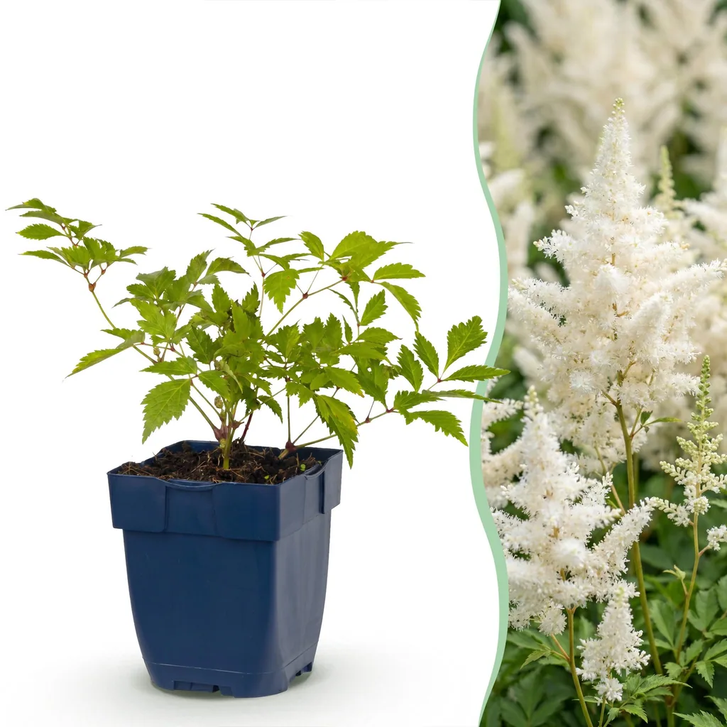 Prachtspiere 'Deutschland' (Astilbe) – winterharte Staude, Topf-Ø 11 cm, Höhe ca. 15–25 cm