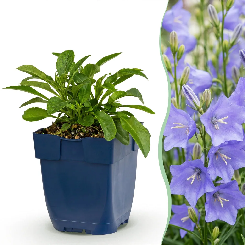 Pfirsichblättrige Glockenblume (Campanula persicifolia) – winterharte Staude, Topf-Ø 11 cm, Höhe ca. 15–25 cm
