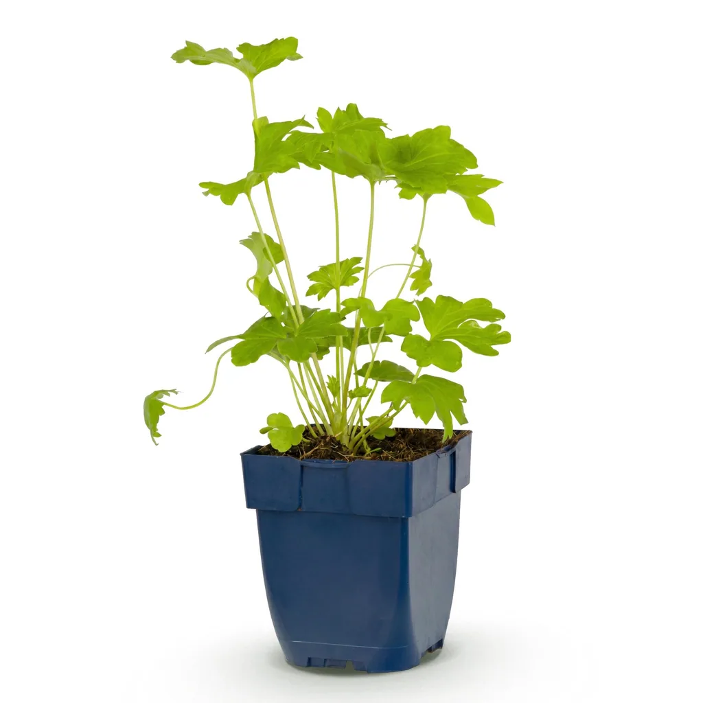 Rittersporn 'Black Knight' (Delphinium) – winterharte Staude, Topf-Ø 11 cm, Höhe ca. 15–25 cm