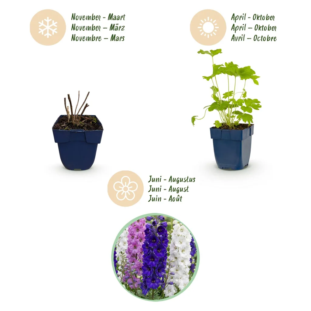 Rittersporn 'Black Knight' (Delphinium) – winterharte Staude, Topf-Ø 11 cm, Höhe ca. 15–25 cm