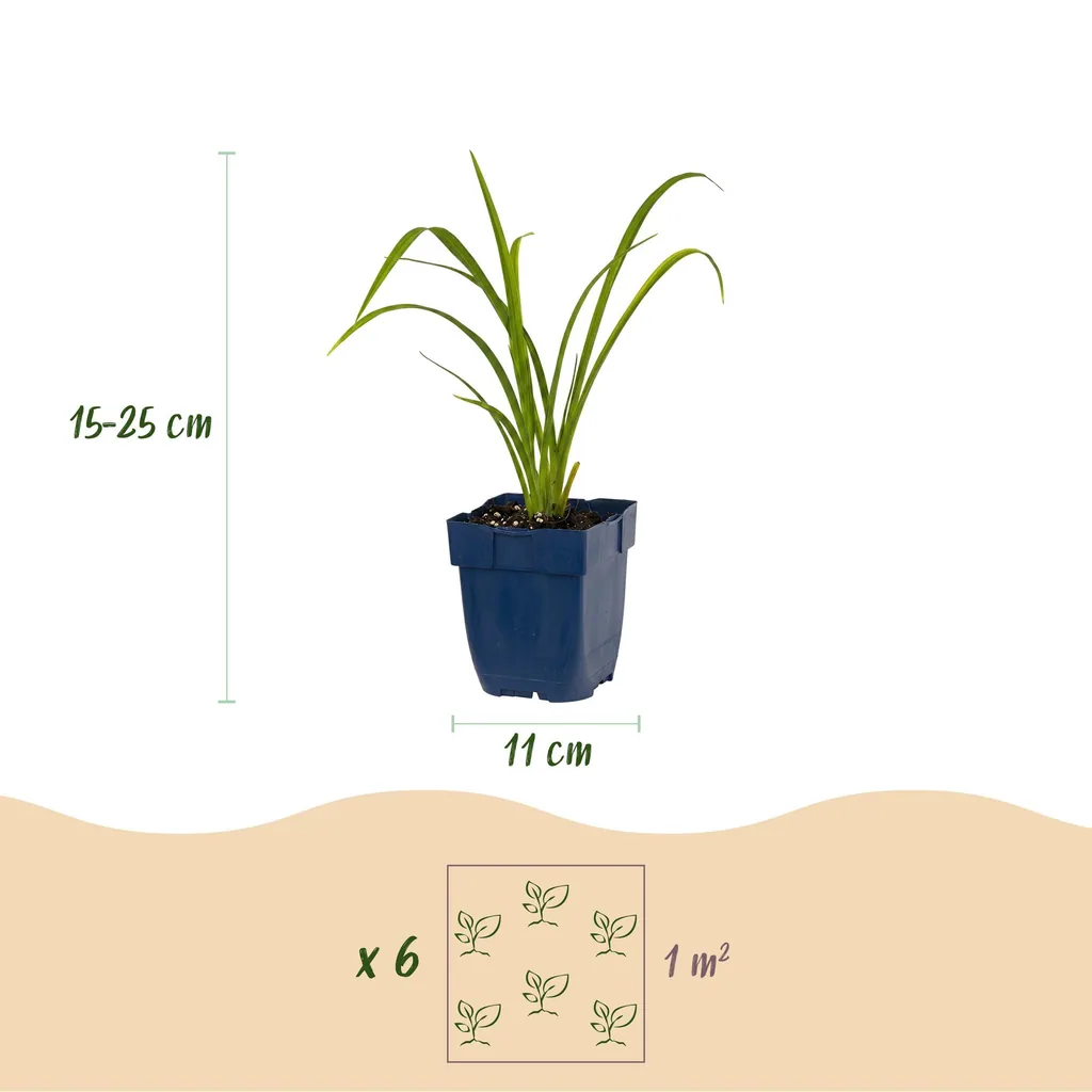 Taglilie 'Mauna Loa' (Hemerocallis) – winterharte Staude, Topf-Ø 11 cm, Höhe ca. 15–25 cm