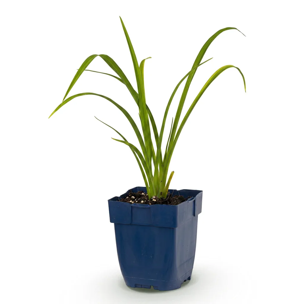 Taglilie 'Mauna Loa' (Hemerocallis) – winterharte Staude, Topf-Ø 11 cm, Höhe ca. 15–25 cm