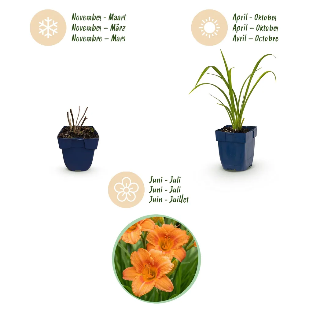 Taglilie 'Mauna Loa' (Hemerocallis) – winterharte Staude, Topf-Ø 11 cm, Höhe ca. 15–25 cm