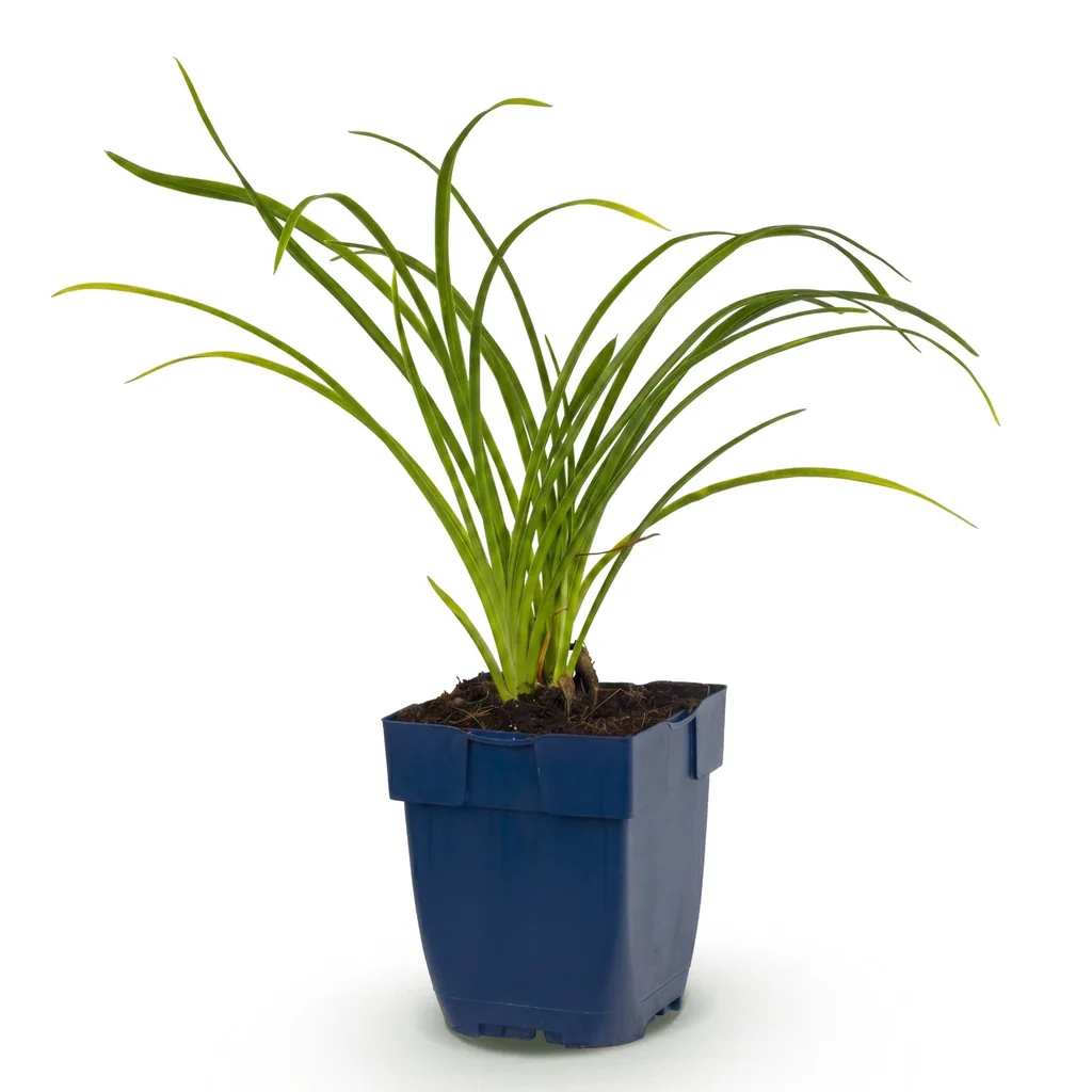 Taglilie 'Stella d'Oro' (Hemerocallis) – winterharte Staude, Topf-Ø 11 cm, Höhe ca. 15–25 cm