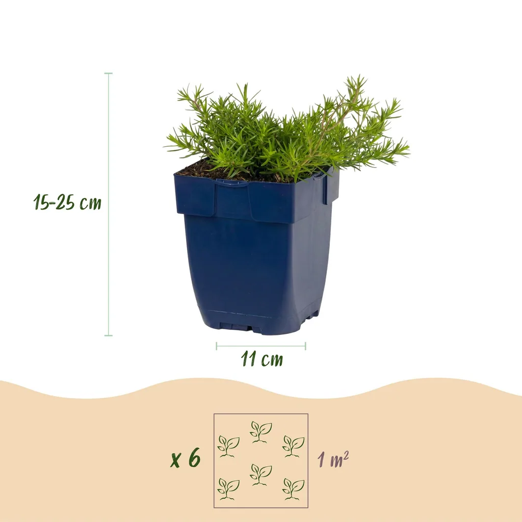 Flammenblume 'MacDaniel's Cushion' (Phlox) – winterharte Staude, Topf-Ø 11 cm, Höhe ca. 15–25 cm