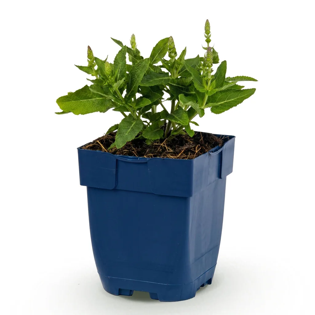 Steppen-Salbei 'Sense Deep Blue' (Salvia nemorosa) – winterharte Staude, Topf-Ø 11 cm, Höhe ca. 15–25 cm