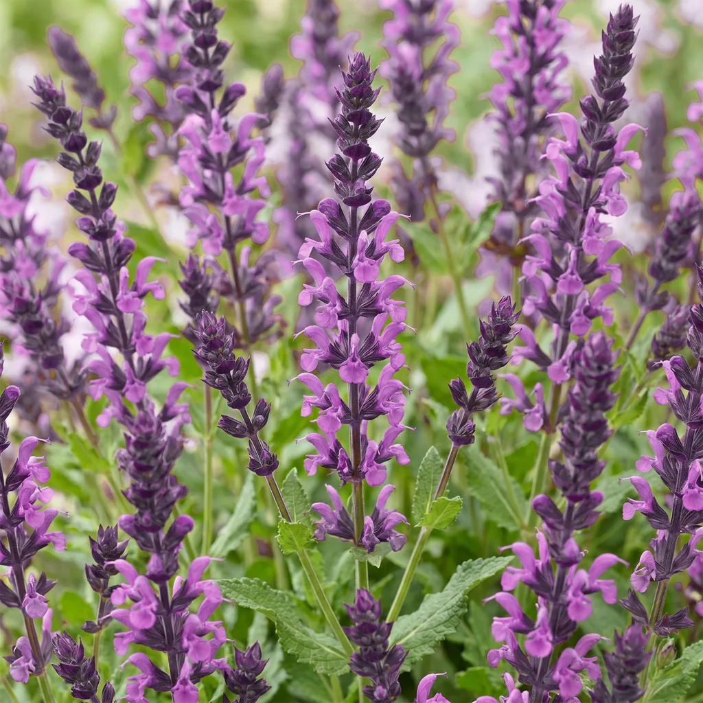 Steppen-Salbei 'Sense Deep Pink' (Salvia nemorosa) – winterharte Staude, Topf-Ø 11 cm, Höhe ca. 15–25 cm