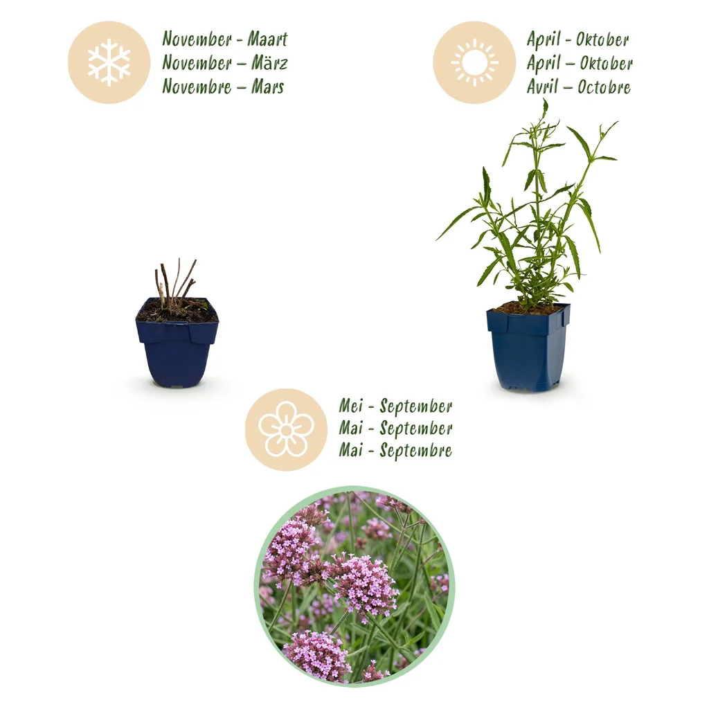 Patagonisches Eisenkraut 'Lollipop' (Verbena bonariensis) – bedingt winterharte Staude, Topf-Ø 11 cm, Höhe ca. 15–25 cm