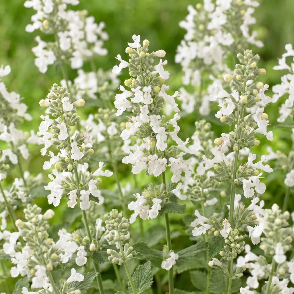 Katzenminze 'Snowflake' 3er-Set (Nepeta faassenii) – winterharte Staude, Topf-Ø 11 cm, Höhe ca. 15–25 cm