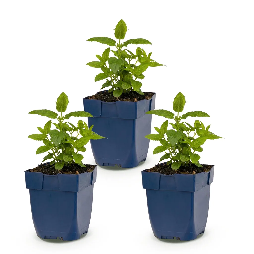 Katzenminze 'Neptune' 3er-Set (Nepeta nervosa) – winterharte Staude, Topf-Ø 11 cm, Höhe ca. 15–25 cm