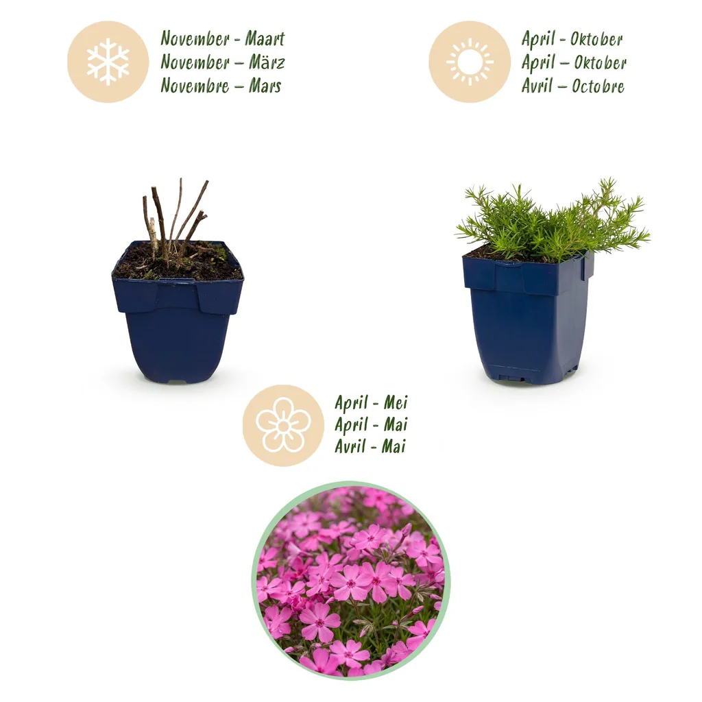Flammenblume 'MacDaniel's Cushion' 3er-Set (Phlox) – winterharte Staude, Topf-Ø 11 cm, Höhe ca. 15–25 cm