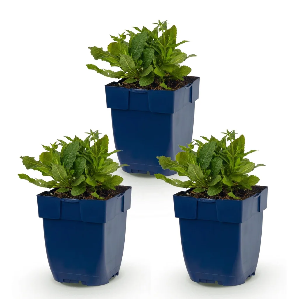 Steppen-Salbei 'Schneehügel' 3er-Set (Salvia nemorosa) – winterharte Staude, Topf-Ø 11 cm, Höhe ca. 15–25 cm
