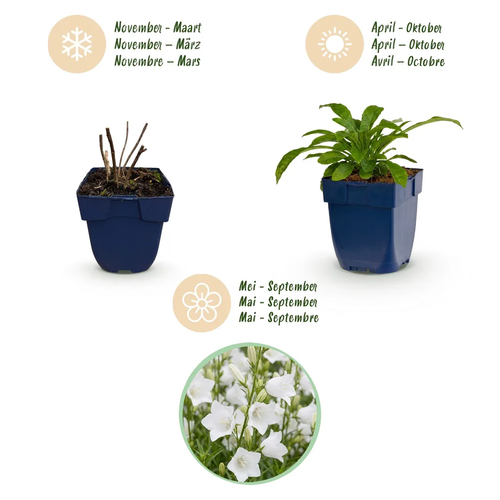 Glockenblume 'Alba' 6er-Set (Campanula) – winterharte Staude, Topf-Ø 11 cm, Höhe ca. 15–25 cm