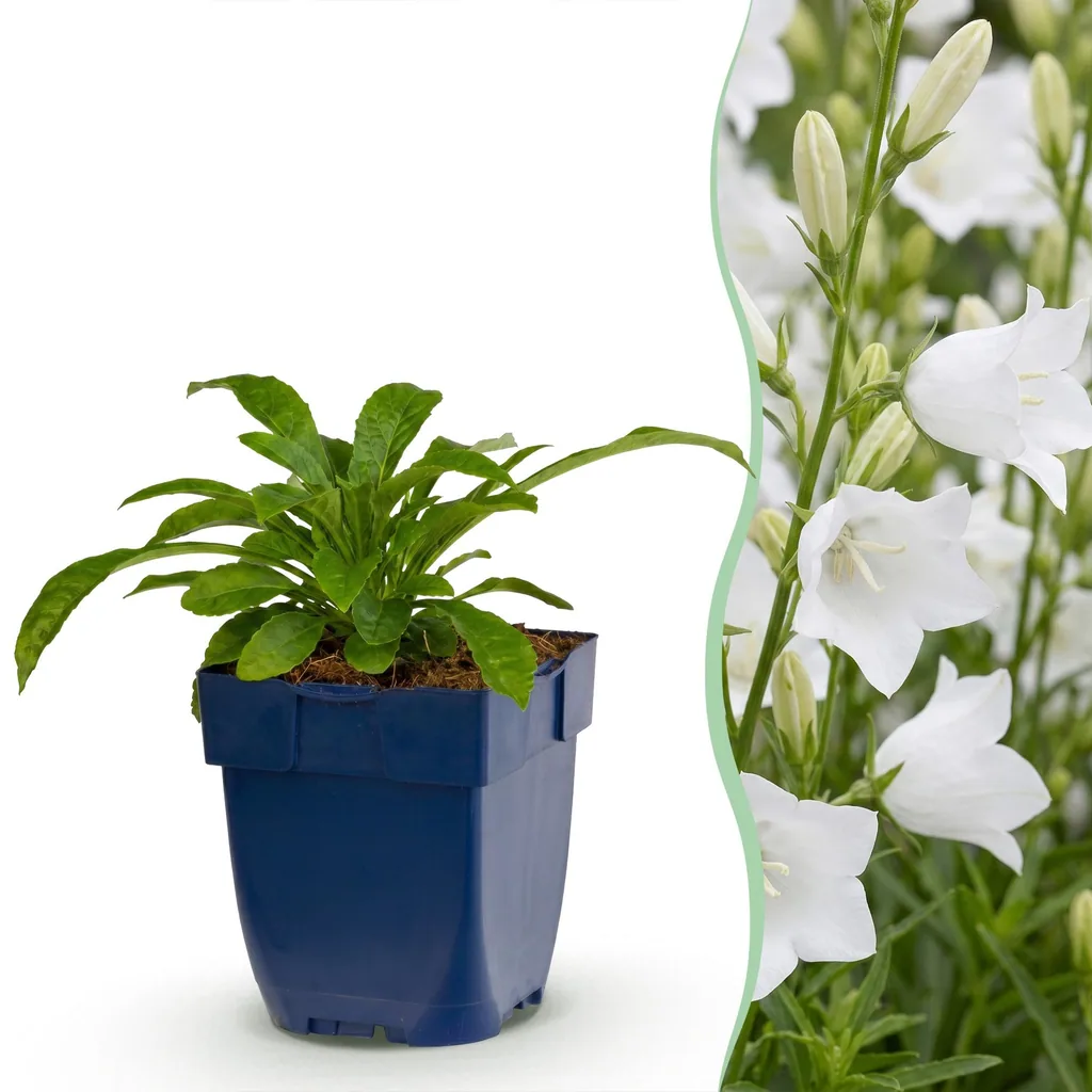 Glockenblume 'Alba' 6er-Set (Campanula) – winterharte Staude, Topf-Ø 11 cm, Höhe ca. 15–25 cm