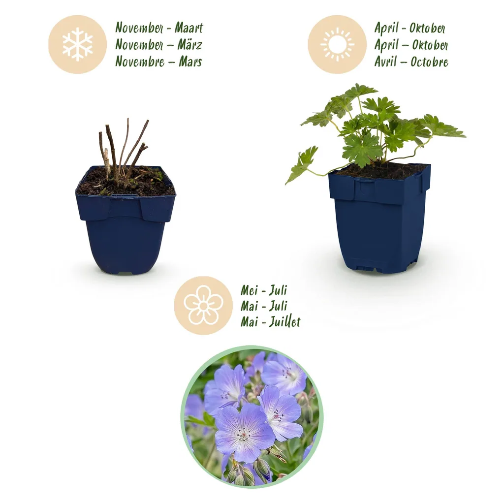Storchschnabel 'Rozanne' 6er-Set (Geranium) – Staude, Topf-Ø 11 cm, Höhe ca. 15–25 cm