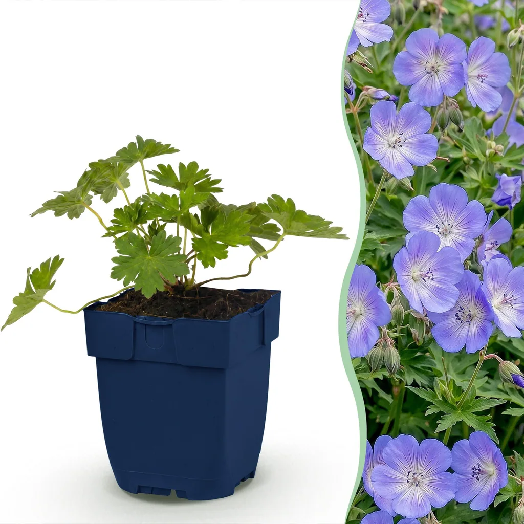 Storchschnabel 'Rozanne' 6er-Set (Geranium) – Staude, Topf-Ø 11 cm, Höhe ca. 15–25 cm