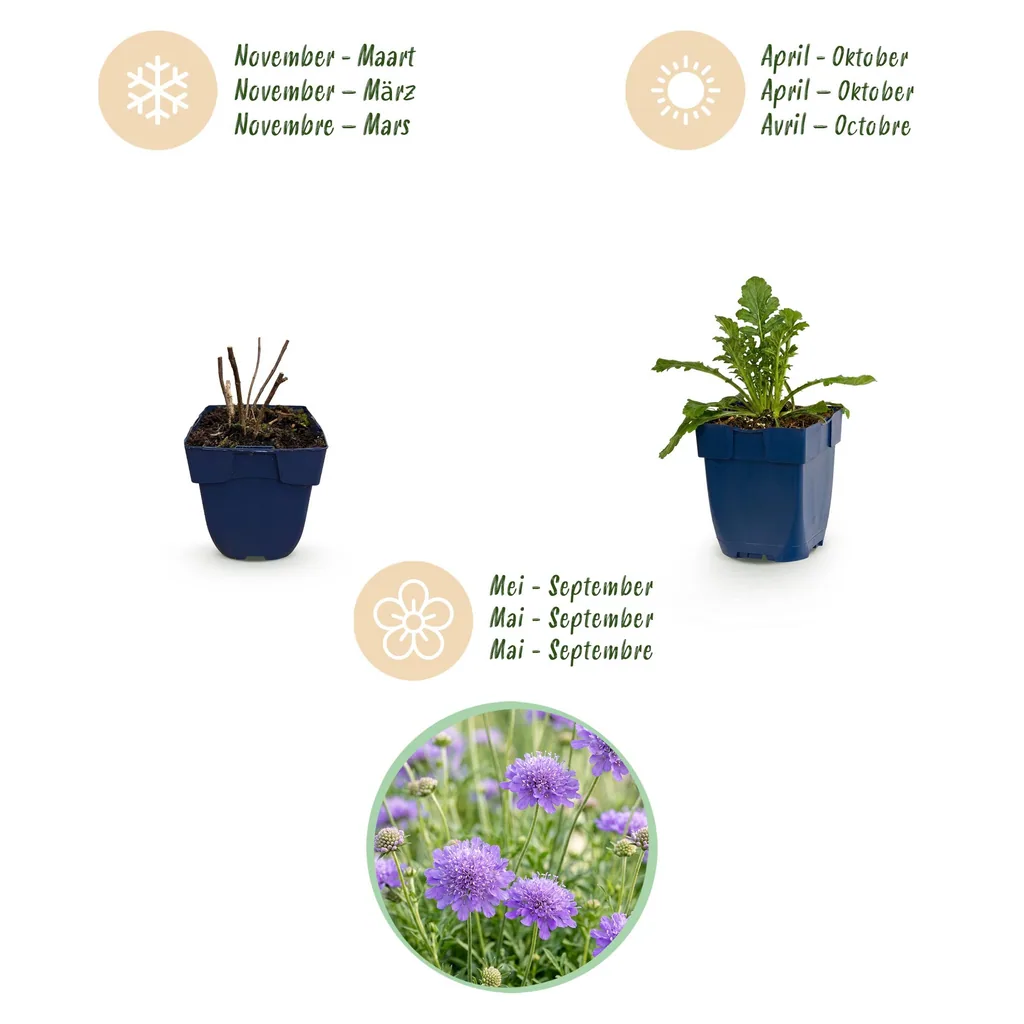 Tauben-Skabiose 'Butterfly Blue' 6er-Set (Scabiosa columbaria) – winterharte Staude, Topf-Ø 11 cm, Höhe ca. 15–25 cm