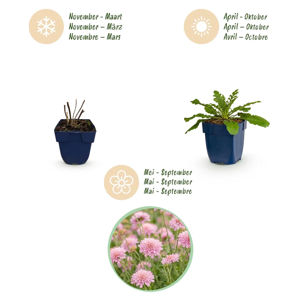 Tauben-Skabiose 'Pink Mist' 6er-Set (Scabiosa columbaria) – winterharte Staude, Topf-Ø 11 cm, Höhe ca. 15–25 cm