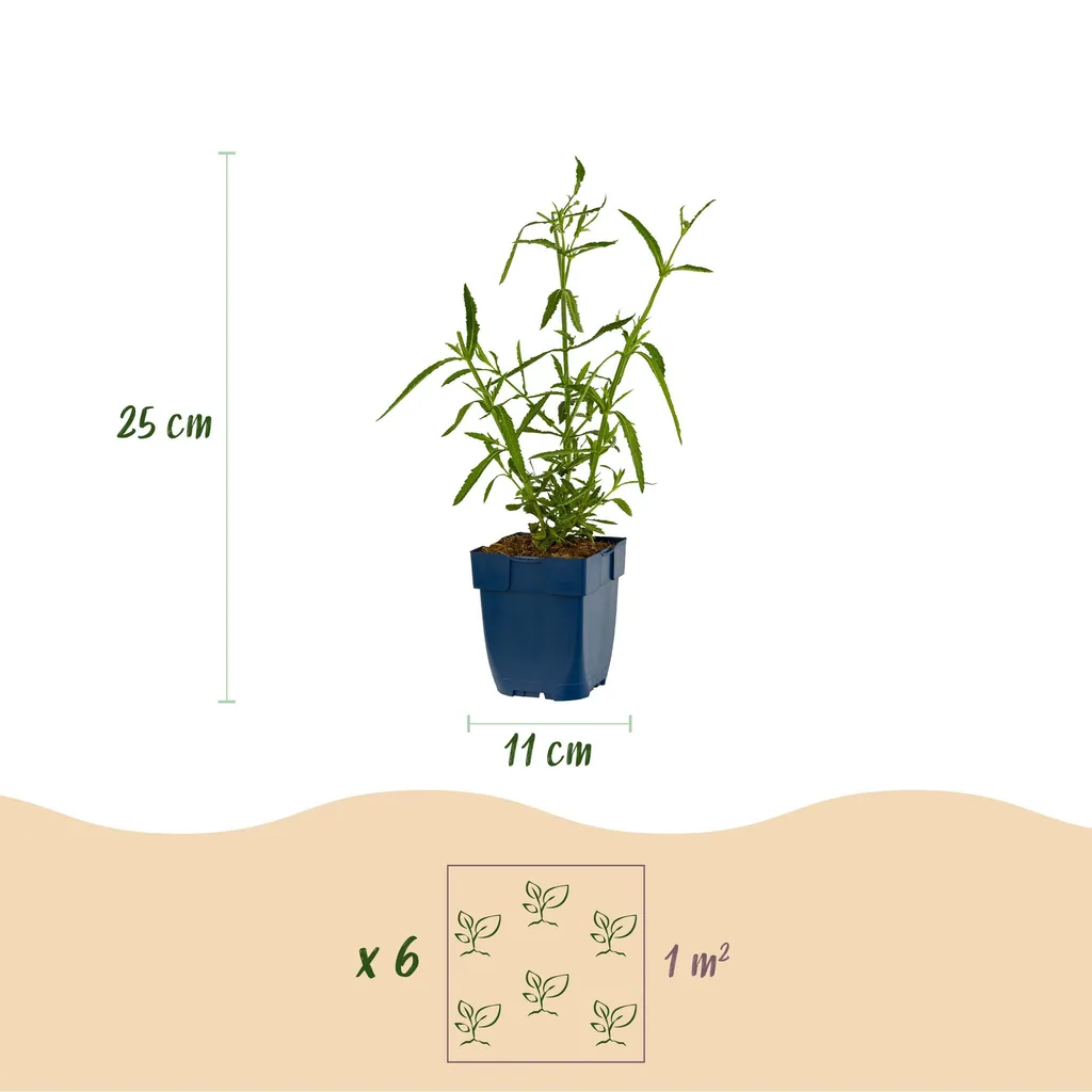 Patagonisches Eisenkraut 'Lollipop' 6er-Set (Verbena bonariensis) – bedingt winterharte Staude, Topf-Ø 11 cm, Höhe ca. 15–25 cm