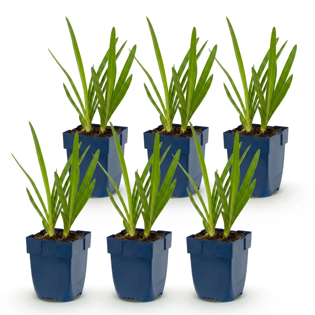 Schmucklilie 6er-Set (Agapanthus) – winterharte Kübelpflanze, Topf-Ø 11 cm, Höhe ca. 15–25 cm