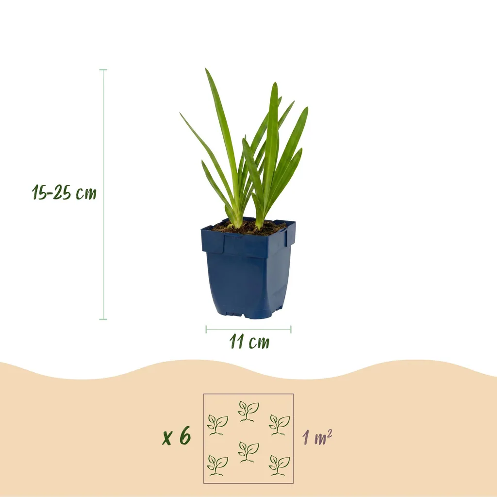 Schmucklilie 6er-Set (Agapanthus) – winterharte Kübelpflanze, Topf-Ø 11 cm, Höhe ca. 15–25 cm