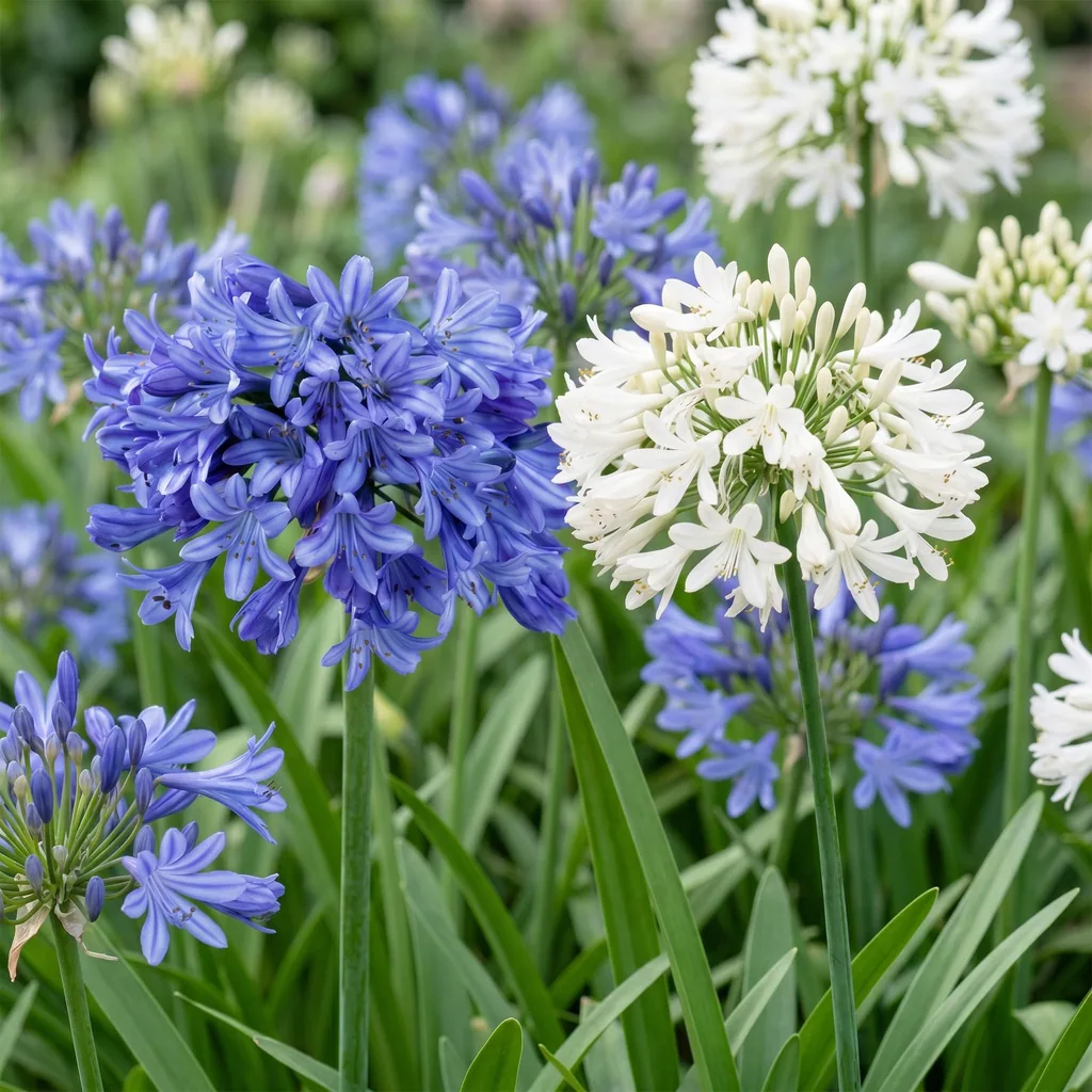Schmucklilie 6er-Set (Agapanthus) – winterharte Kübelpflanze, Topf-Ø 11 cm, Höhe ca. 15–25 cm