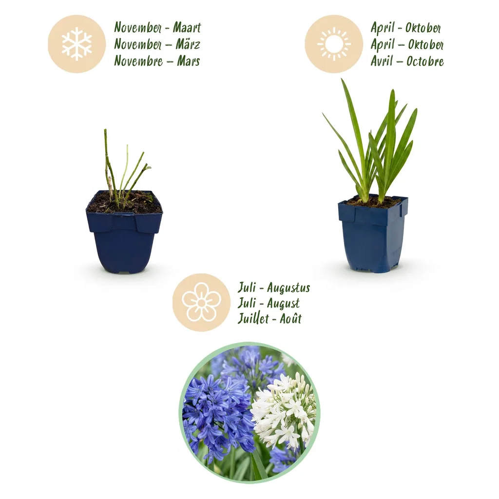 Schmucklilie 6er-Set (Agapanthus) – winterharte Kübelpflanze, Topf-Ø 11 cm, Höhe ca. 15–25 cm
