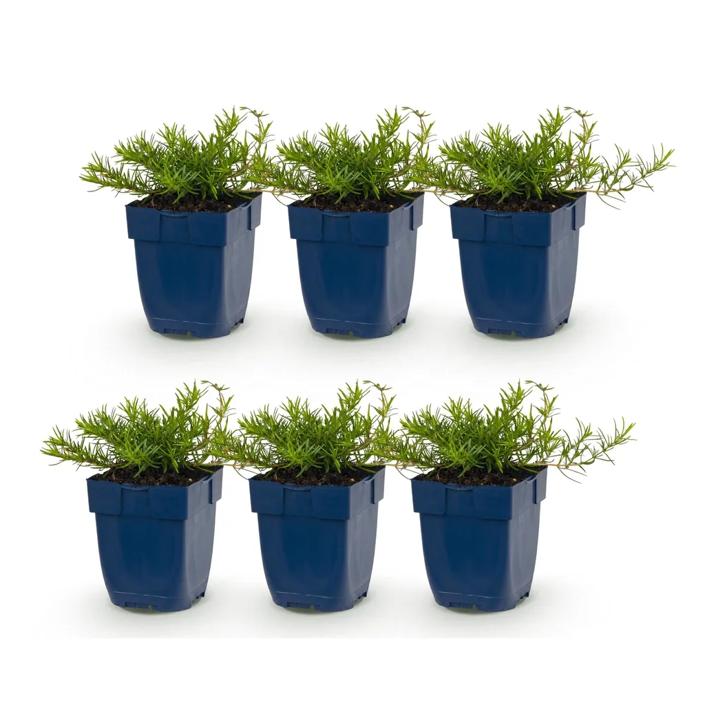 Flammenblume Farbmix 6er-Set (Phlox) – winterharte Staude, Topf-Ø 11 cm, Höhe ca. 15–25 cm