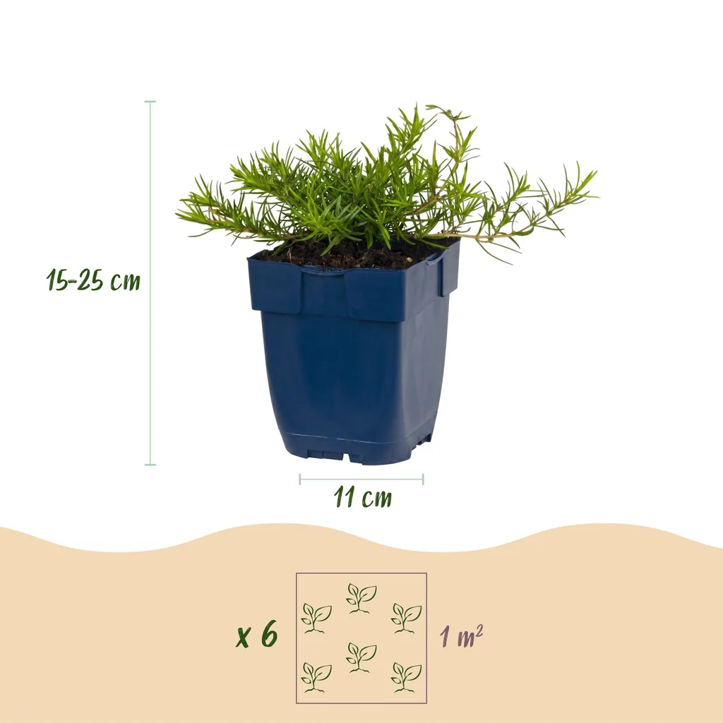 Flammenblume Farbmix 6er-Set (Phlox) – winterharte Staude, Topf-Ø 11 cm, Höhe ca. 15–25 cm