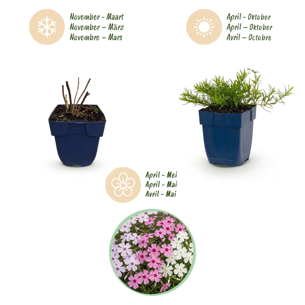 Flammenblume Farbmix 6er-Set (Phlox) – winterharte Staude, Topf-Ø 11 cm, Höhe ca. 15–25 cm