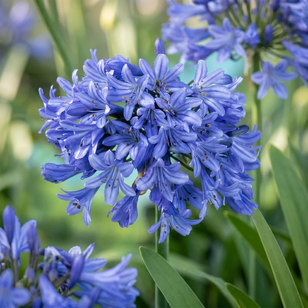 Afrikanische Schmucklilie 12er-Set (Agapanthus africanus) – Kübelpflanze, Topf-Ø 11 cm, Höhe ca. 15–25 cm