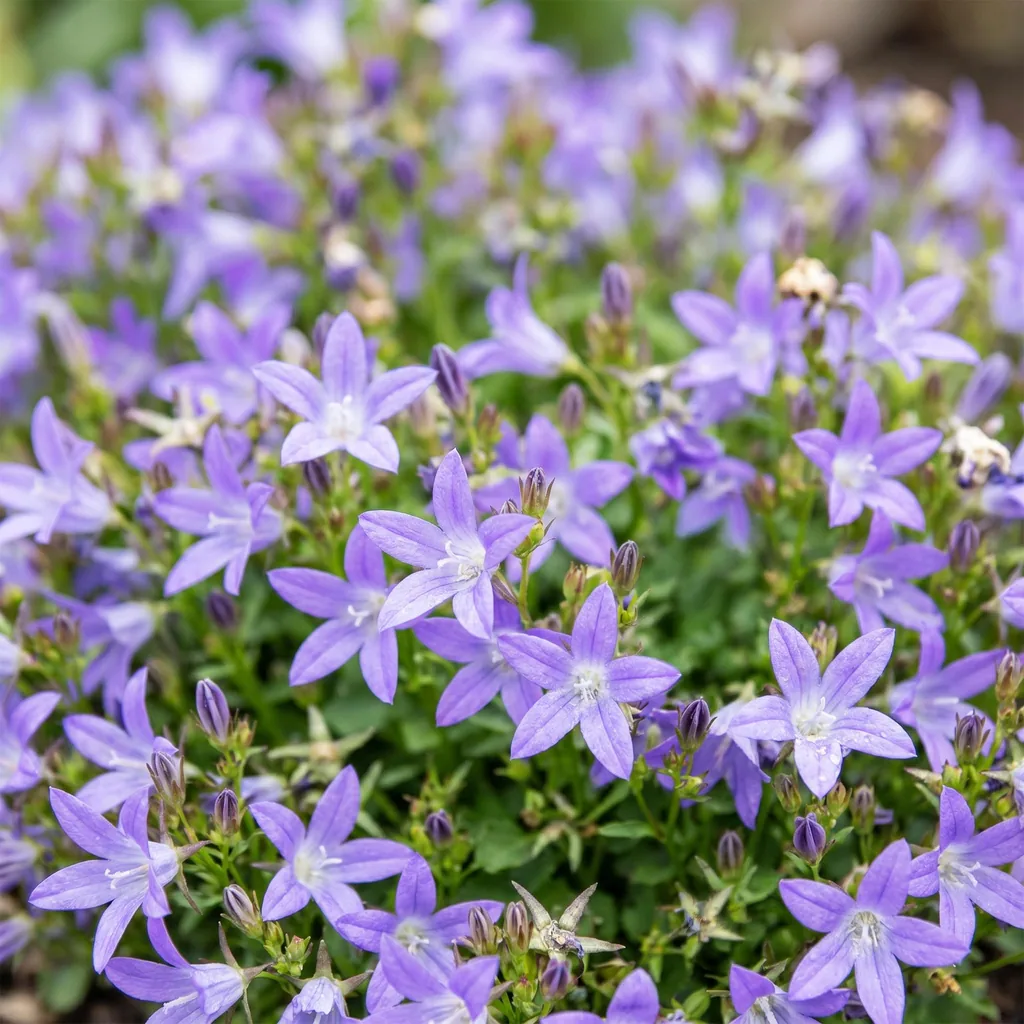 Hängepolster-Glockenblume 'Stella' 12er-Set (Campanula poscharskyana) – winterharte Staude, Topf-Ø 11 cm, Höhe ca. 15–25 cm