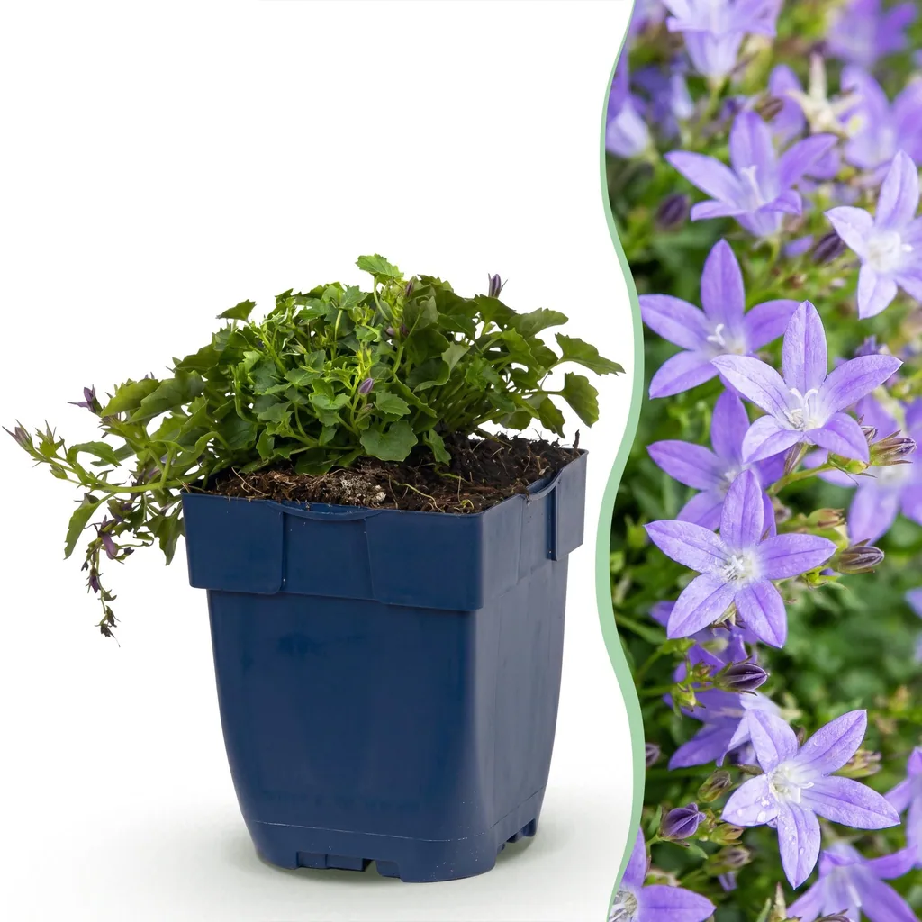 Hängepolster-Glockenblume 'Stella' 12er-Set (Campanula poscharskyana) – winterharte Staude, Topf-Ø 11 cm, Höhe ca. 15–25 cm