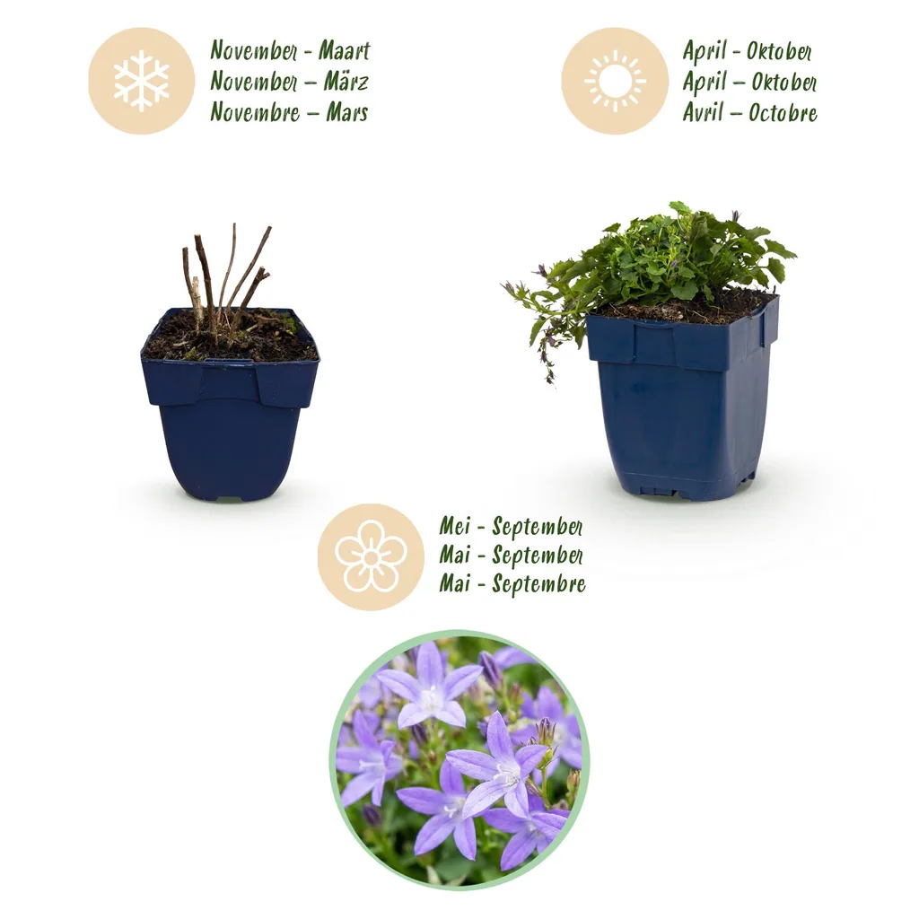 Hängepolster-Glockenblume 'Stella' 12er-Set (Campanula poscharskyana) – winterharte Staude, Topf-Ø 11 cm, Höhe ca. 15–25 cm