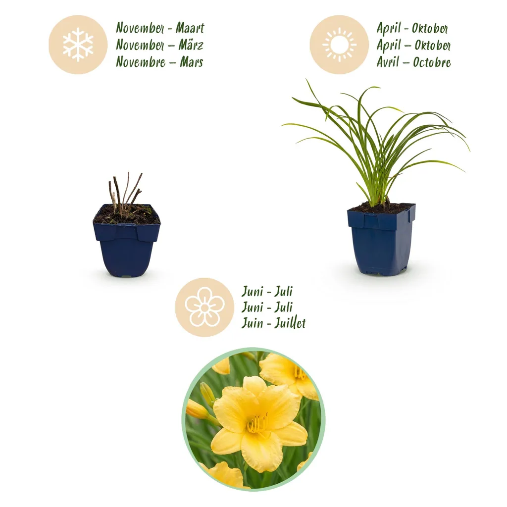 Taglilie 'Stella d'Oro' 12er-Set (Hemerocallis) – winterharte Staude, Topf-Ø 11 cm, Höhe ca. 15–25 cm