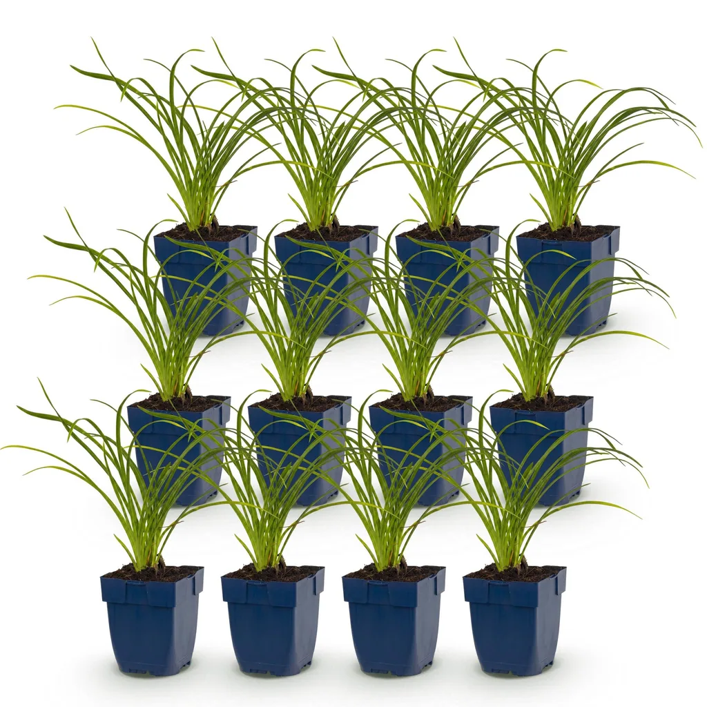 Taglilie 'Stella d'Oro' 12er-Set (Hemerocallis) – winterharte Staude, Topf-Ø 11 cm, Höhe ca. 15–25 cm