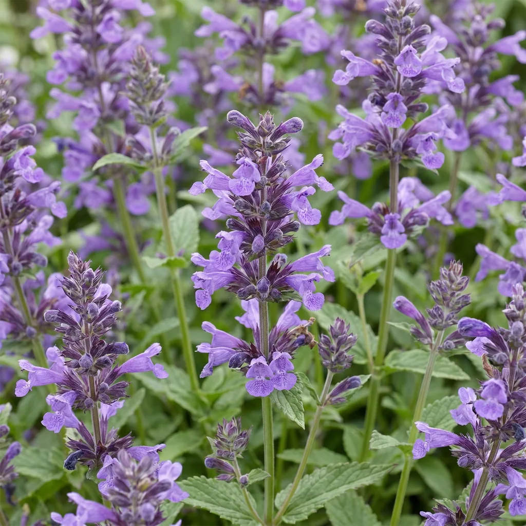 Katzenminze 'Neptune' 12er-Set (Nepeta nervosa) – winterharte Staude, Topf-Ø 11 cm, Höhe ca. 15–25 cm