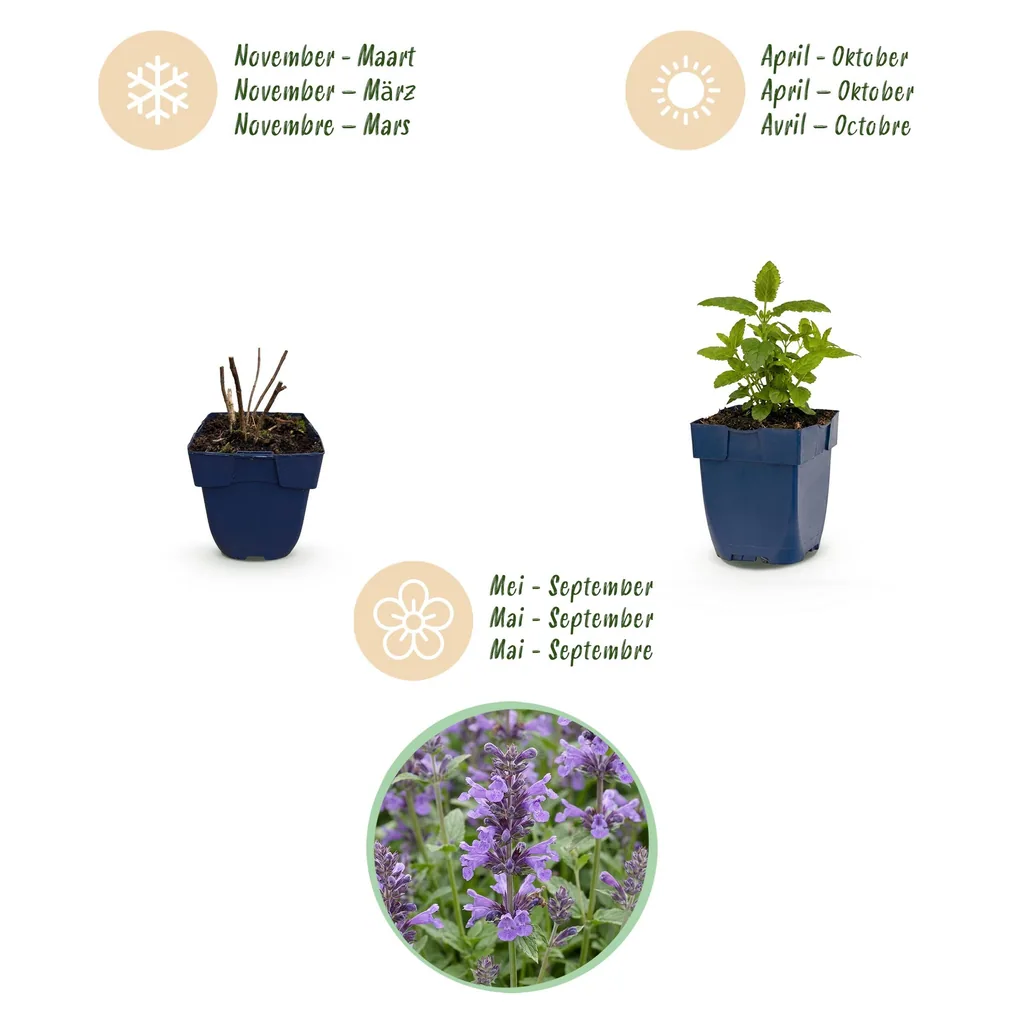 Katzenminze 'Neptune' 12er-Set (Nepeta nervosa) – winterharte Staude, Topf-Ø 11 cm, Höhe ca. 15–25 cm