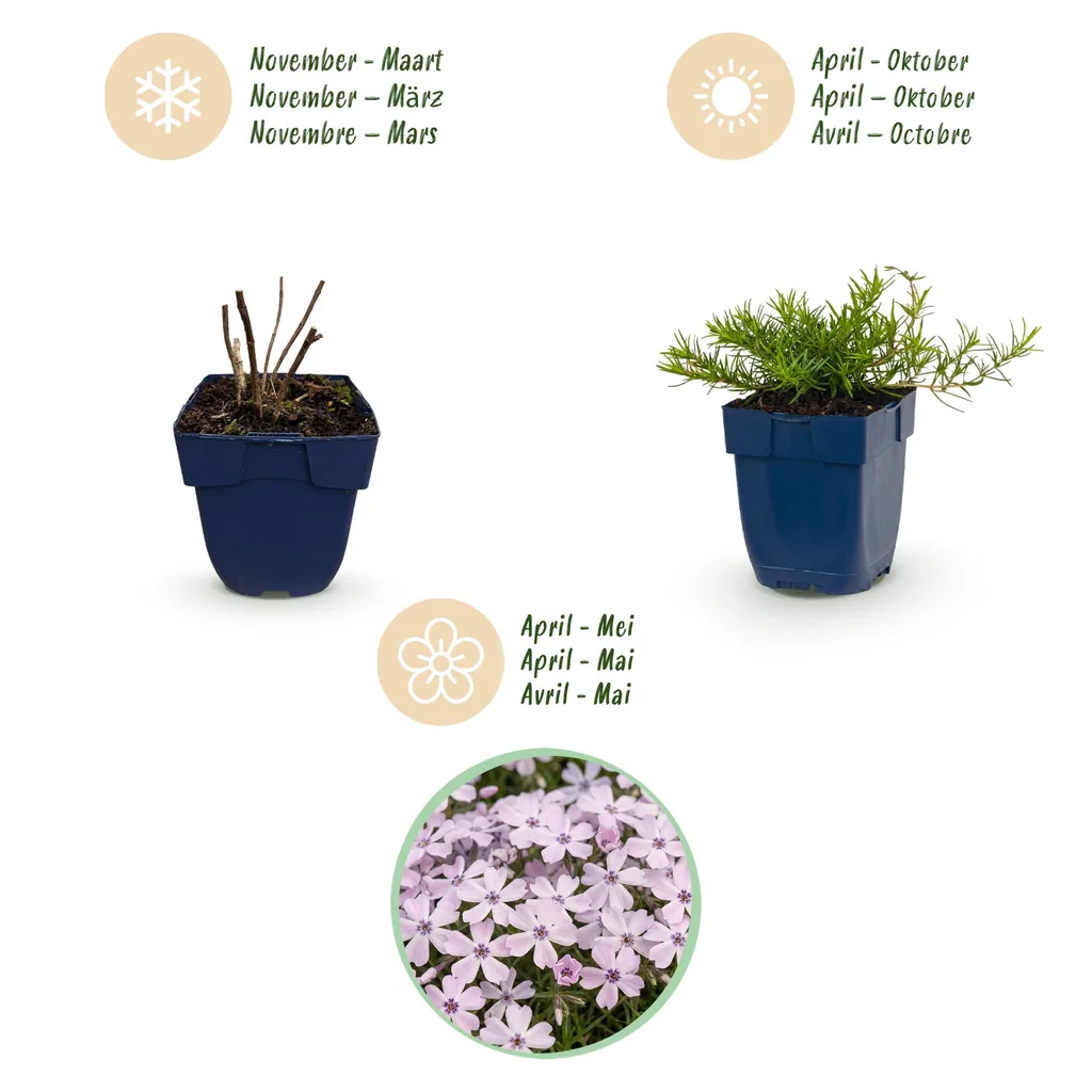 Flammenblume 'Benita' 12er-Set (Phlox) – winterharte Staude, Topf-Ø 11 cm, Höhe ca. 15–25 cm