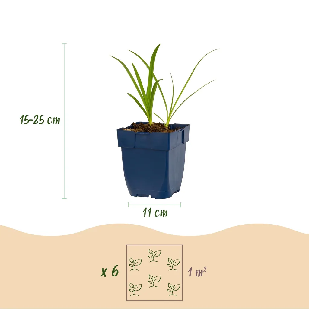 Afrikanische Schmucklilie 'Albus' 24er-Set (Agapanthus africanus) – Kübelpflanze, Topf-Ø 11 cm, Höhe ca. 15–25 cm