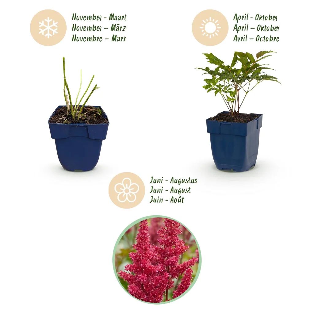Prachtspiere 'Fanal' 24er-Set (Astilbe) – winterharte Staude, Topf-Ø 11 cm, Höhe ca. 15–25 cm