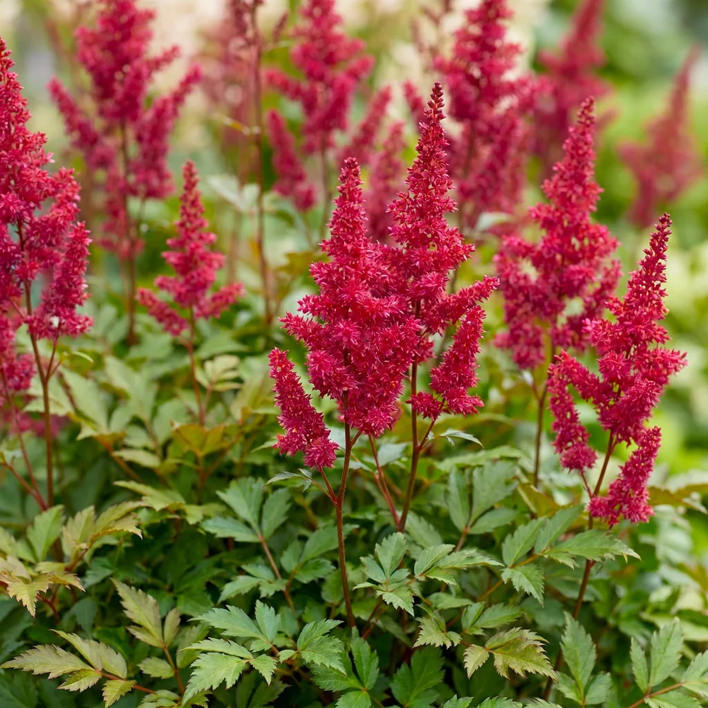 Prachtspiere 'Fanal' 24er-Set (Astilbe) – winterharte Staude, Topf-Ø 11 cm, Höhe ca. 15–25 cm