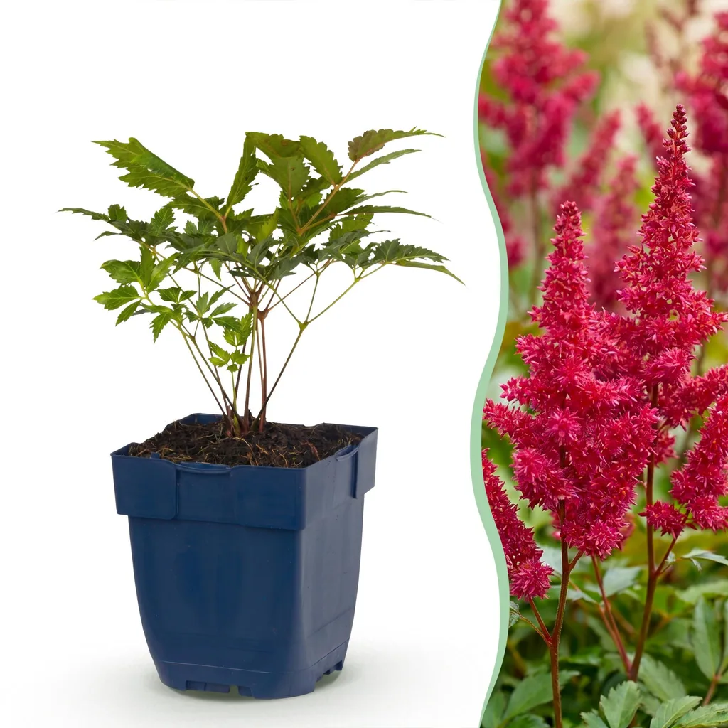 Prachtspiere 'Fanal' 24er-Set (Astilbe) – winterharte Staude, Topf-Ø 11 cm, Höhe ca. 15–25 cm