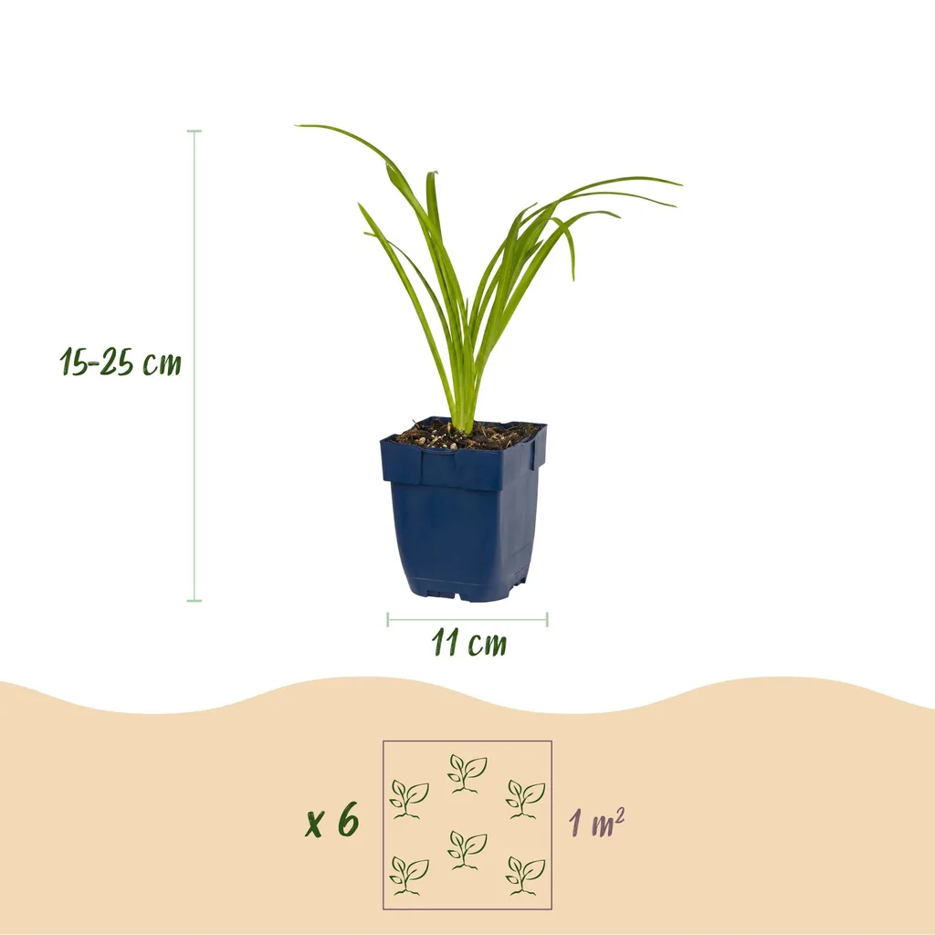 Taglilie 'Arctic Snow' 24er-Set (Hemerocallis) – winterharte Staude, Topf-Ø 11 cm, Höhe ca. 15–25 cm