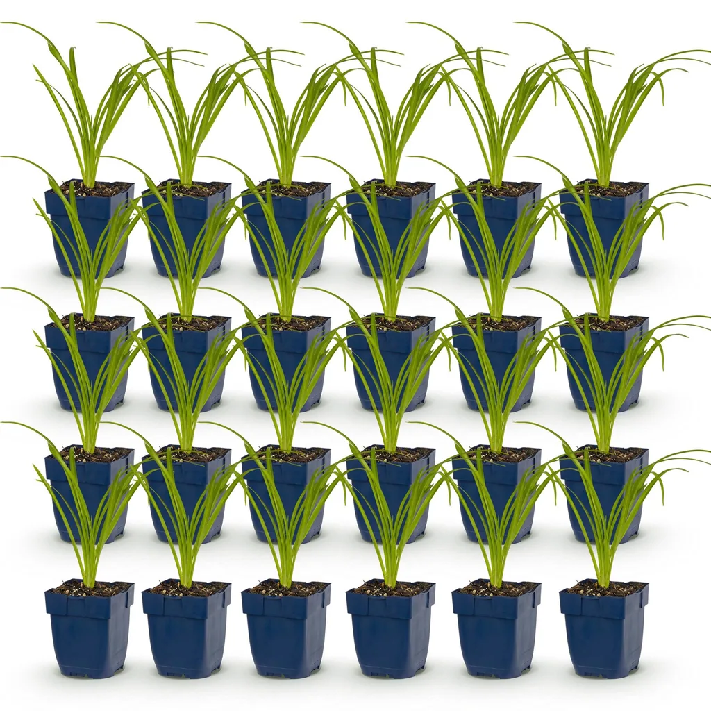 Taglilie 'Arctic Snow' 24er-Set (Hemerocallis) – winterharte Staude, Topf-Ø 11 cm, Höhe ca. 15–25 cm