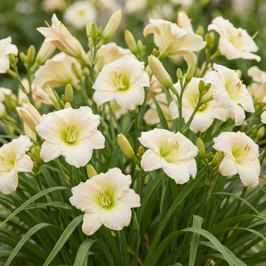 Taglilie 'Arctic Snow' 24er-Set (Hemerocallis) – winterharte Staude, Topf-Ø 11 cm, Höhe ca. 15–25 cm